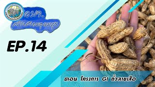 อบจ.สร้างสังคมอุดมสุข [Ep.14] ตอน GI ถั่วลายเสือ และกระเทียมสายน้ำแร่แม่ฮ่องสอน