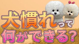 【犬のしつけ】犬慣れってどうしたらいいの？【悩み相談ライブ切り抜き】