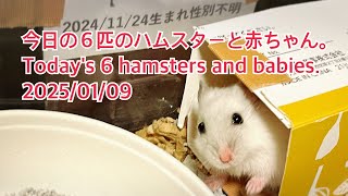 今日の６匹のハムスターと赤ちゃん。Today's 6 hamsters and babies. 2025/01/09 #薔薇です🌹#baradesu #hamster #ハムスター