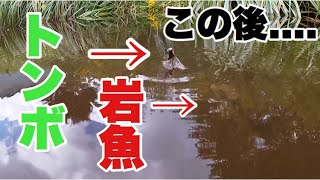 家の池の渓流魚にをトンボをあげて捕食の瞬間を観察したら・・・！岩魚、山女魚の水面の捕食動画。