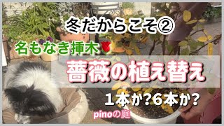 【pinoの庭】冬だからこそ、挿木した薔薇をもらったのでお手入れして、植え替えをします。名前も何本植えたのかもわからない🌹春にはどんな花が咲くのか！#わんことガーデニング#老犬#冬のガーデニング