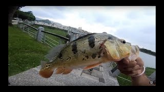 台湾でビッグなピーコックバス釣れるから！！外来種だらけの池　蓮池潭1日目