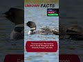 Common Loon: A Worldwide Waterfowl in North America #beautiful #the #life #english #birds #animal