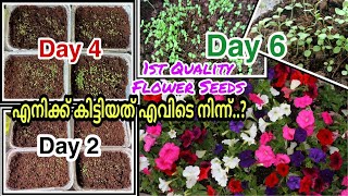 പെറ്റൂണിയ വിത്ത് ഇങ്ങനെ പാകൂ 100% Germination | Petunia Seeds germination within 2 Days