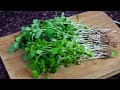 micro green salad