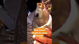 Kasihan Ikan Nila nya Menangis Kesakitan Ente Kadang Kadang #shortvideo