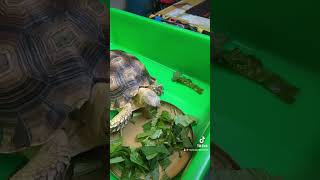 食量大增～ 快快長大 #蘇卡達象龜 #寵物 #長壽 #寵物龜 #3yearsold #babytortoise #pets #longevity #tortoise #sculcata