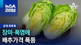 [경제 톡톡톡]장마·폭염에 배추가격 폭등 | 뉴스A 라이브