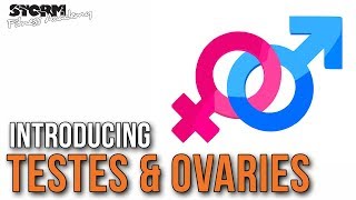 The testes and the ovaries (testosterone and oestrogen) | Storm Fitness Academy
