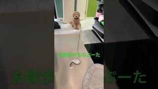 お散歩待ちのぷーた！♯ミックス犬♯可愛い♯ポメプー♯トイプードル♯ポメラニアン♯犬好きと繋がりたい♯わんこ♯犬との暮らし♯モフモフ♯