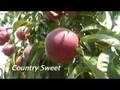 UMass Fruit Advisor: August 8, 2007-More early peaches