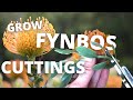 Easy Method For Growing Protea Cuttings as a business