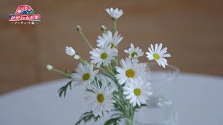 楽しもう！かがわのお花　マーガレット編《香川県》