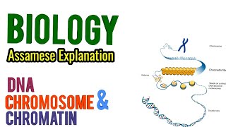 HS Biology || DNA, Chromosome and Chromatin || Assamese-English