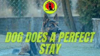 TRAINING YOUR DOG HOW TO STAY BY TAEGA TEE WITH CAESAR