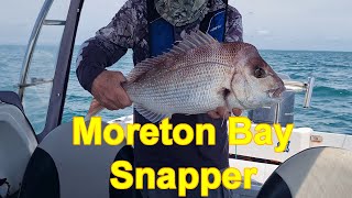 Moreton Bay Snapper