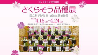 筑波実験植物園「さくらそう品種展」紹介動画