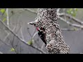 大赤啄木公母鳥輪流挖洞築巢 white backed woodpecker nesting part 2