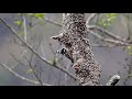 大赤啄木公母鳥輪流挖洞築巢 white backed woodpecker nesting part 2