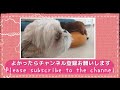 【多頭飼い】子犬に破られた 第45話 先住犬と子犬の暮らし～多頭飼い チワワ・シーズー・ミニチュアピンシャー・トイプードルパピー