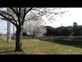 20180328 満開の桜”田原工場”