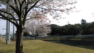 20180328 満開の桜”田原工場”