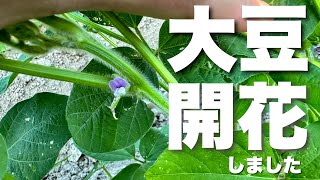 大豆開花しました！大豆栽培日記2023年7月29日