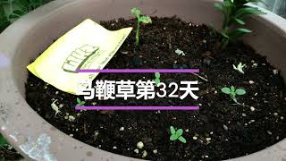 新一轮播种第32天  （6类种子生长记录）