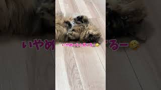 我が家の日常♡#ねこ #ねこのいる生活 #猫のいる暮らし #猫 #shorts