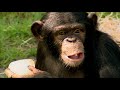 chimpanzee nursery a day of adventure monkey life documentary