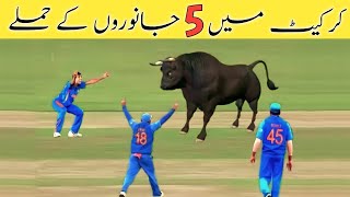 Top 5 🤣|| Animal Attacks in || Cricket History Of All Times 🏏