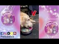 pawsitively hilarious epic dog u0026 cat fails furry comedians funniest dog and cat moments 🤣😂🤣