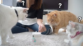 ふわっふわの綿棒で３匹の猫の耳掃除！【スコティッシュフォールド】