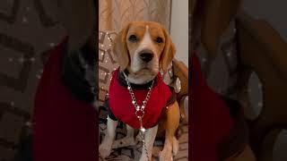 Lazy lad 😜❤️saiyaan song dance ❣️ Instagram Reels WATCH THE END😜(lol)#dogversion#rio#shorts