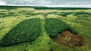 Veganismo en Ambiente y medio