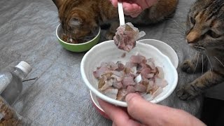 野良猫親子　今日は釣りの日　おじちゃん釣れた？