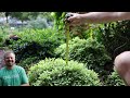 Very Small Evergreen Low Maintenace Plants for Shade Foundation Gardens