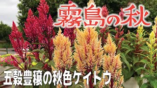 【ご報告】秋の主役けいとう”霧島の秋”を生産することになりました。