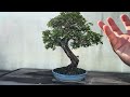 Bonsai tree shaped by human hand