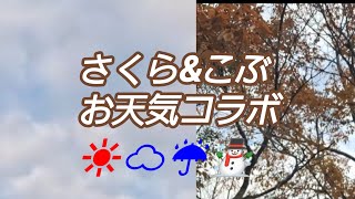 12/30大好評、さくらさんとコラボ天気中継🤣#お天気ライブカメラ