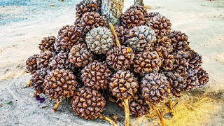 Life of water coconut modern agriculture planting and harvesting water coconut