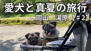 愛犬パグ二匹と真夏の旅行 岡山_湯原【#2】暑い夏は高原の避暑地が涼しいですよ