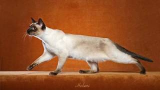 Siamese cat history - Thai cat