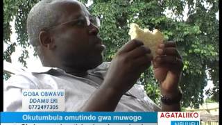 GOBA OBWAVU: Okutumbula omutindo gwa muwogo