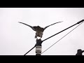 霧雨の中で ウスハヤブサさん