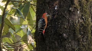 Rufous-bellied Woodpecker in India.