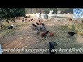 50% दाना कम लाग्छ लोकल कुखुरा लाई बाहिर छोडेर पाल्ने तरीका free range chiken farm