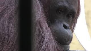 ボルネオオランウータンの『レンボー』 (円山動物園) 2018年2月12日