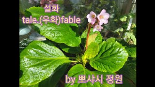 제100화 뽀샤시네베란다 다육이 부용ThesucculntsareBooyong.