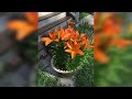 how to grow red lily flowers unique red lily plant ideas how to grow red lily plant bloom